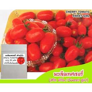 เมล็ดพันธุ์มะเขือเทศเชอรี่ สวีทเกิร์ล (Cherry Tomato Sweet Girl) 20 เมล็ด เมล็ดมะเขือเทศ มะเขือเทศราชินี มะเขือเทศเชอรี