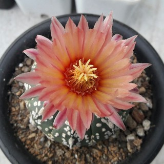 เมล็ดกระบองเพชร Astrophytum asterias  Super kabuto