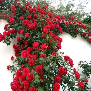 เมล็ดพันธุ์ กุหลาบเลื้อย กุหลาบ สีแดง 100 เมล็ด Red Rose Seed เมล็ดพันธุ์แ