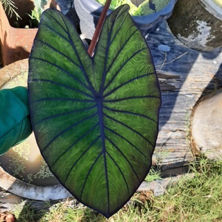 🌈 Colocasia Blue hawaii🌈โคโลคาเซีย บลู ฮาวาย