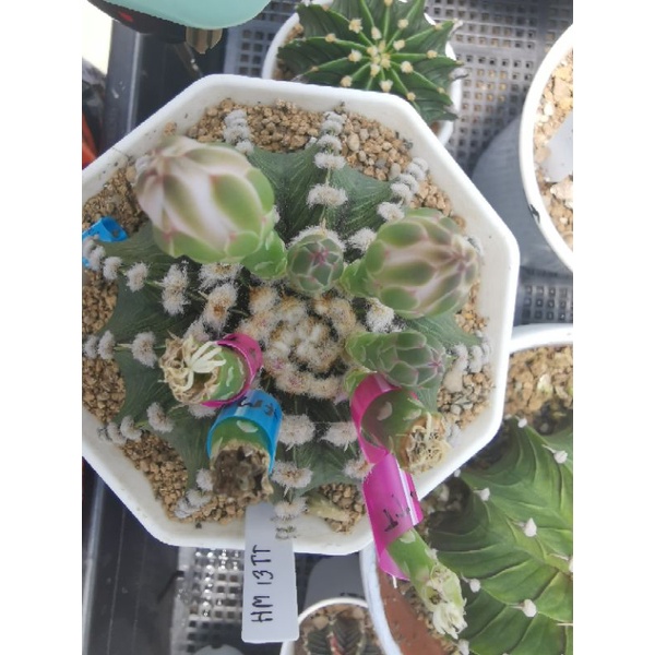 LB2178แท้, แอลบี2178​ แท้