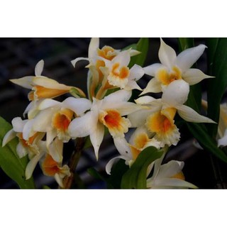 กล้วยไม้ไทยดอกหอมเอื้องเงินแดง Dendrobium cariniferum