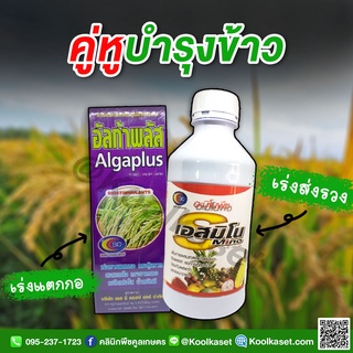 อัลก้าพลัส+เอส-มิโน 1ลิตร  ผสมเกสร เปิดตาดอก แตกกอดี ลดการหลุดร่วง สีสวย ข้าวน้ำหนักดี เต่งตึง ข้าวสวย คูลเกษตร KK15.1