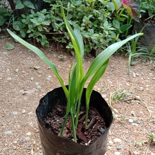 เมล็ดพันธุ์ลูกเดือย (พันธุ์ข้าวเหนียว) ซองละ 50เมล็ด ราคา 20บาท
