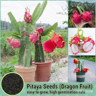 ถูก ใหม่ สายพันธุ์200เมล็ด/ห่อ เมล็ดพันธุ์ แก้วมังกร Pitaya Seed Dragon Fruit Seeds for planting เมล็ดพันธุ์ผลไม้ เมล C8