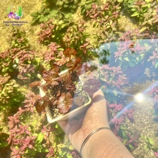 บัวเรดไทเกอร์(Nymphaea lotus ‘Red’)