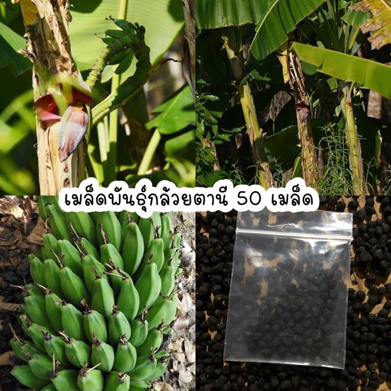 เมล็ดพันธุ์กล้วยตานี กล้วยป่า 50 เมล็ด ราคา ถูกที่สุด ดีลบีเคเค รูปภาพหลัก