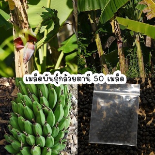 เมล็ดพันธุ์กล้วยตานี กล้วยป่า 50 เมล็ด