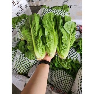 ✅ผักสดส่งแช่เย็น 🥬ผักสลัดคอส 500 กรัม : สดๆ เบอร์สวยกริบ🥬🥬  📦ขนาด 500 กรัม