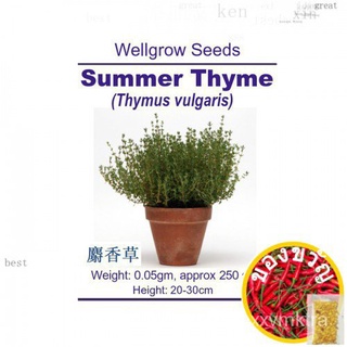 WHT Wellgrow Seeds #23841751 Summer Thyme (Thymus Vulgaris)文胸/玫瑰/头饰/seeds/上衣/种子/母婴/向日葵/花园/木瓜/ XPVY