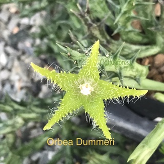 เก๋งจีนเด็ดสด Orbea Dummeri