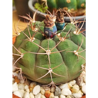 เมล็ดยิมโน gymnocalycium pflanzii