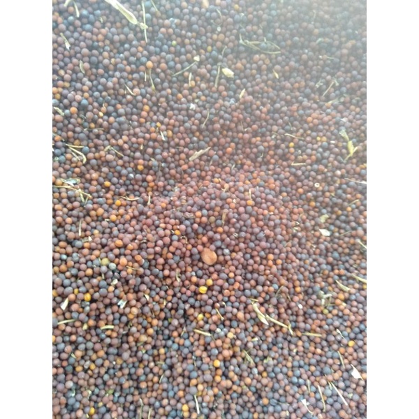 เมล็ดพันธุ์/ผักกาดแม้ว/ผักกาดดำ/1ขืด50บาท