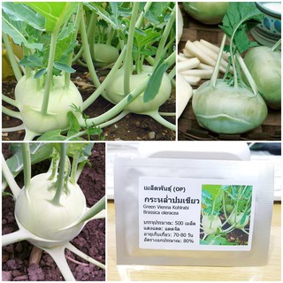 เมล็ดพันธุ์ กะหล่ำปมสีเขียว (Green Vienna Kohlrabi Seed) บรรจุ 500 เมล็ด คุณภาพดี ราคาถูก ของแท้ 100%