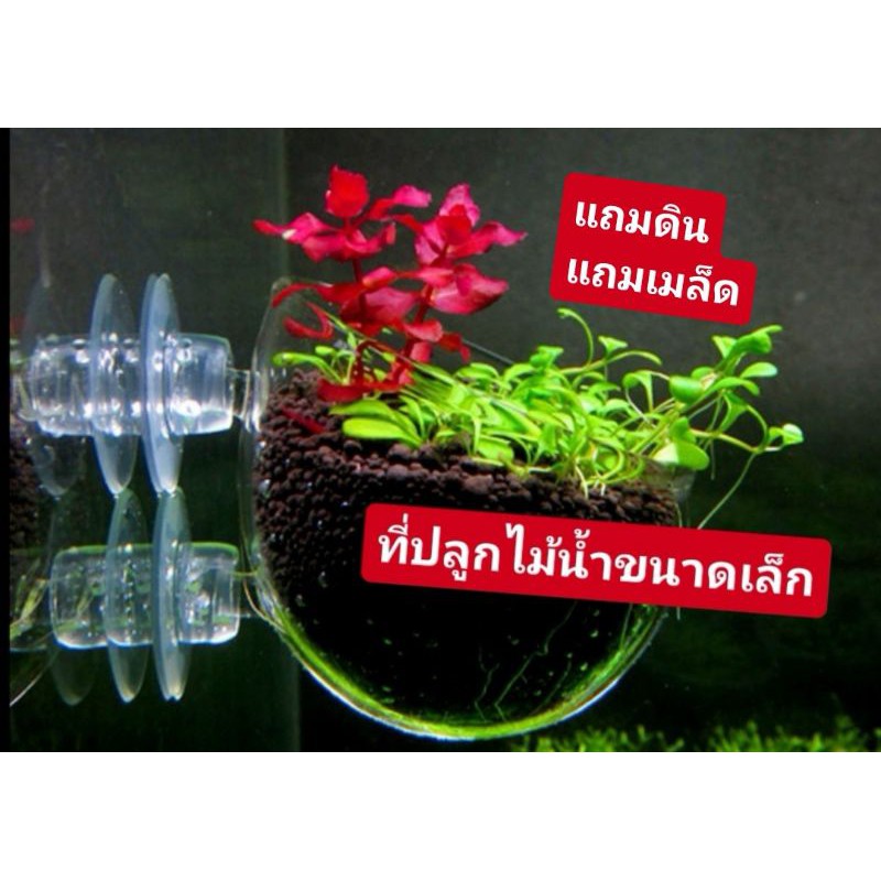 ☘️(แก้วพลาสติก)ปลูกต้นไม้ แถมดิน​ แถม​เมล็ด​ 🐟🏠แต่งตู้น่ารักๆๆ