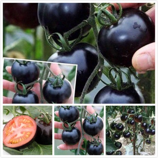 เมล็ดพันธุ์ มะเขือเทศดำ Black Cherry Tomato Seeds Fruit Seeds บรรจุ 100 เมล็ด เมล็ดพันธุ์ผัก พันธุ์ไม้ผล ผักออแกนิค