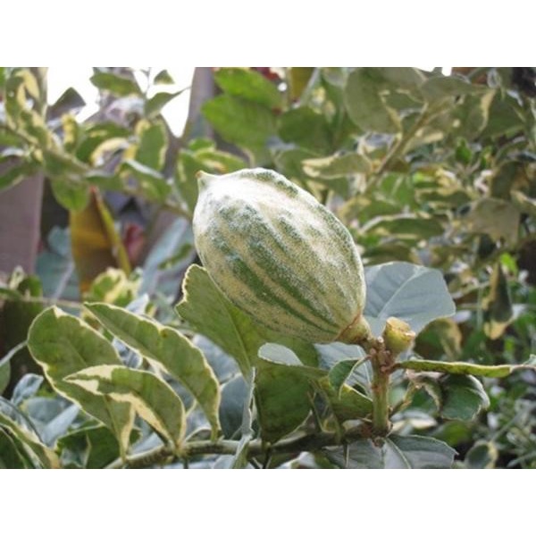 ต้นพันธุ์มะนาวด่าง หรือมะนาวเลมม่อนด่าง ผลกินได้ ราคา 139 บาท