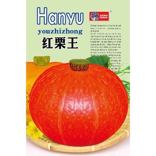 เมล็ด ฟักทองญี่ปุ่น ผิวส้ม 25 เมล็ด  Orange Japanese Pumpkin  สายพันธุ์ OP