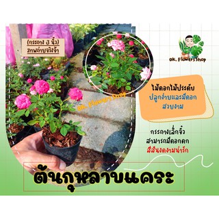 ต้นกุหลาบหนู กุหลาบแคระ  (Fairy rose / Pygmy rose) #ไม้ประดับ #ไม้สวยงาน #ต้นไม้จิ๋ว