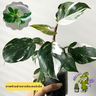 ไวท์ไนท์ไม้เนื้อเยื้อ ลายสวย Philodendron White Knight