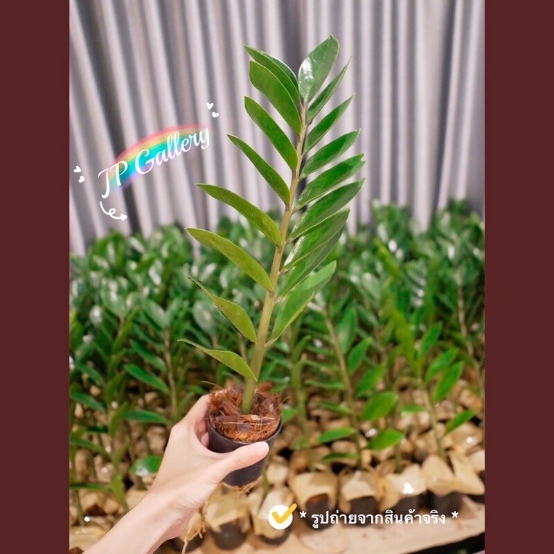 My Image 18