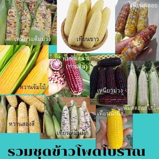 ข้าวโพดโบราณ 9 สายพันธุ์