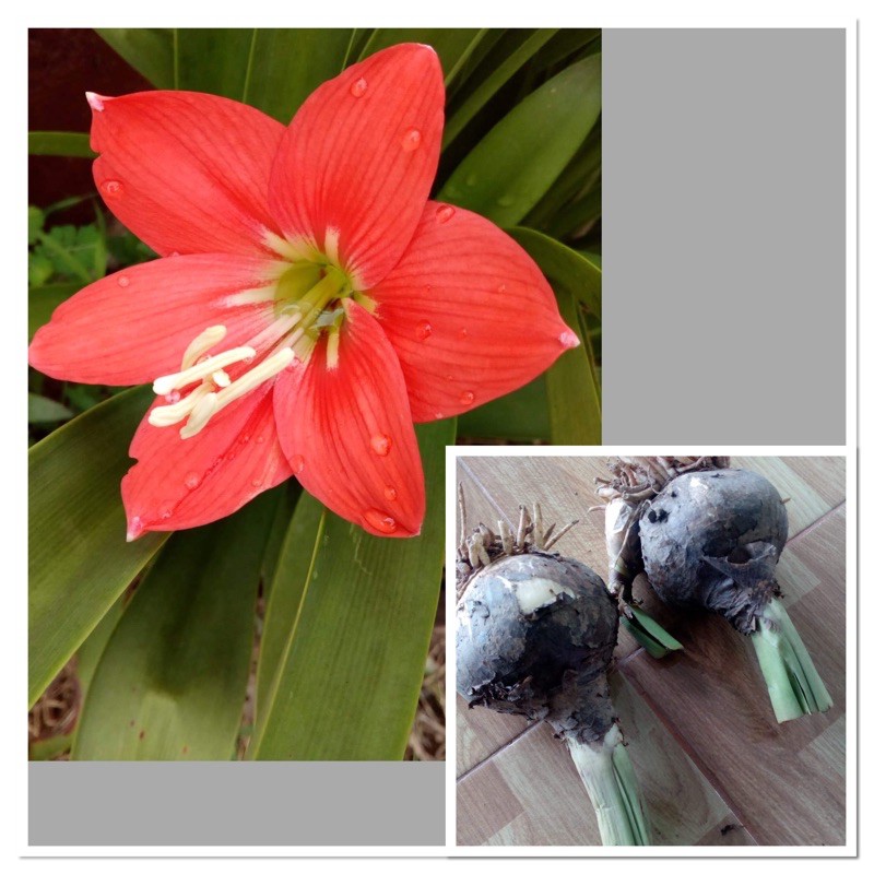 หัวดอกว่านสี่ทิศแดงพื้นเมือง หัวเคยให้ดอก หัวละ 25 บาท