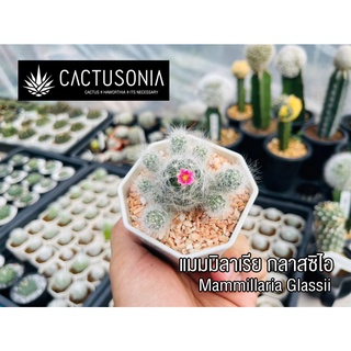 แมมมิลาเรีย กลาสซิไอ Mammillaria Glassii Cactus Haworthia Succulent