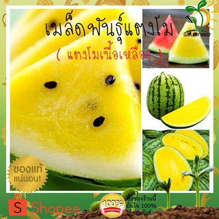 เมล็ดพันธุ์ แตงโมเหลือง จำนวน 50 เมล็ด เนื้อแน่น หวาน ปลูกได้ตลอดปี By JJ.Plant Seeds แตงโม