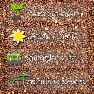 เมล็ดพันธุ์ ออริกาโน 500 เมล็ด Oregano เมล็ดพันธุ์แท้ นำเข้าจากต่างประเทศ พืชผัก สวนครัว ปลูกง่าย โตไว