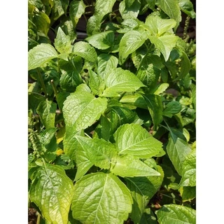 ยี่หร่า โหระพาช้าง กะเพาควาย ตัวเลือสูงสุด เมล็ดพันธุ์ 120 เมล็ด [10 แถม 1 คละได้]