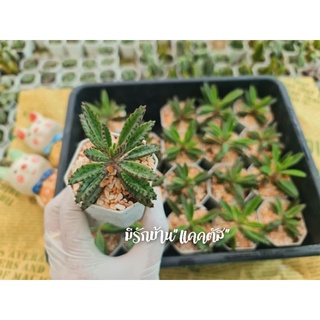 กิ่งตัดสด กิ่งชำกุหลาบหิน หน่อแคคตัส ไม้อวบน้ำ พร้อมส่ง