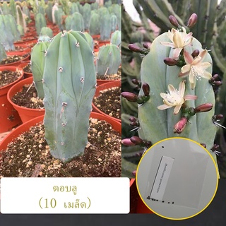 เมล็ดแท้ 100% | ตอบลู (Myrtillocactus geometrizans | Blue Candle) 10s | เพาะแล้ว ทดสอบแล้ว งอกจริง‼️