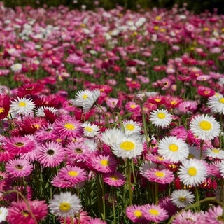 ดอกกระดาษออสเตรเลีย(โรเดนที) คละสี 300 เมล็ด Rhodanthe / Paper Daisy Mixed
