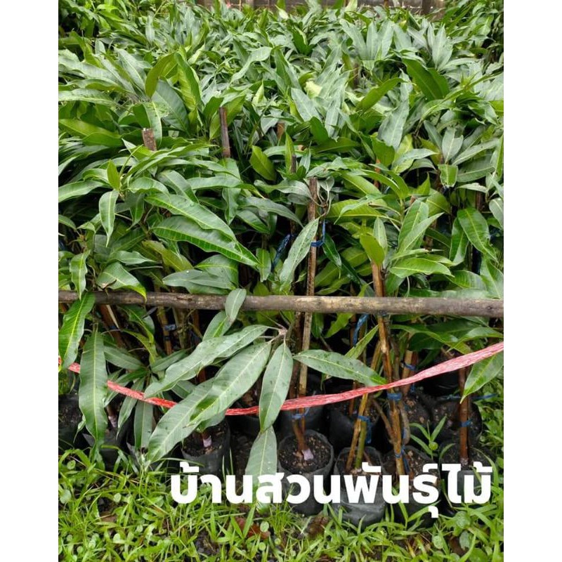 ต้นมะม่วง พันธุ์เขียวเสวย รจนา ผลใหญ่ ต้นเสียบยอด สูง 1.3-1.6 เมตร