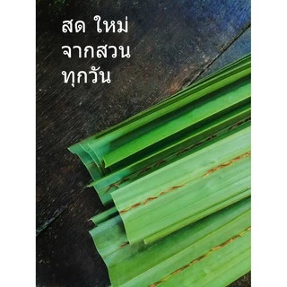 ใบจากสด organic ใบจากทำขนม ใบจากห่อขนม จากชุมชนในบาง