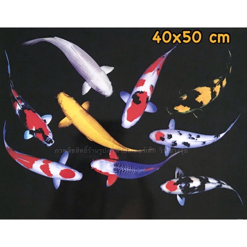 รูปภาพปลาคราฟ 9 ตัว ภาพโปสเตอร์(ไม่ใช่สติ๊กเกอร์) ขนาด 15*21 นิ้ว(40x50cm.)