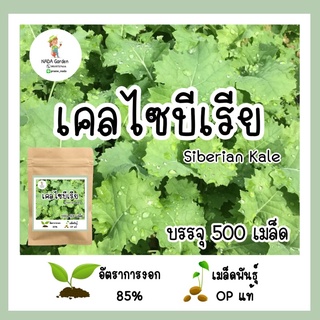 เมล็ดพันธุ์เคลไซบีเรีย 500 เมล็ด เมล็ดพันธุ์แท้ อัตราการงอกสูง ปลูกง่าย 🌱