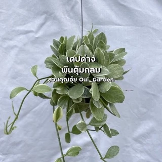 ต้นเดปด่าง เดปเขียว พันตุ้มมะพร้าว ต้นแน่นๆ พร้อมลวดแขวน