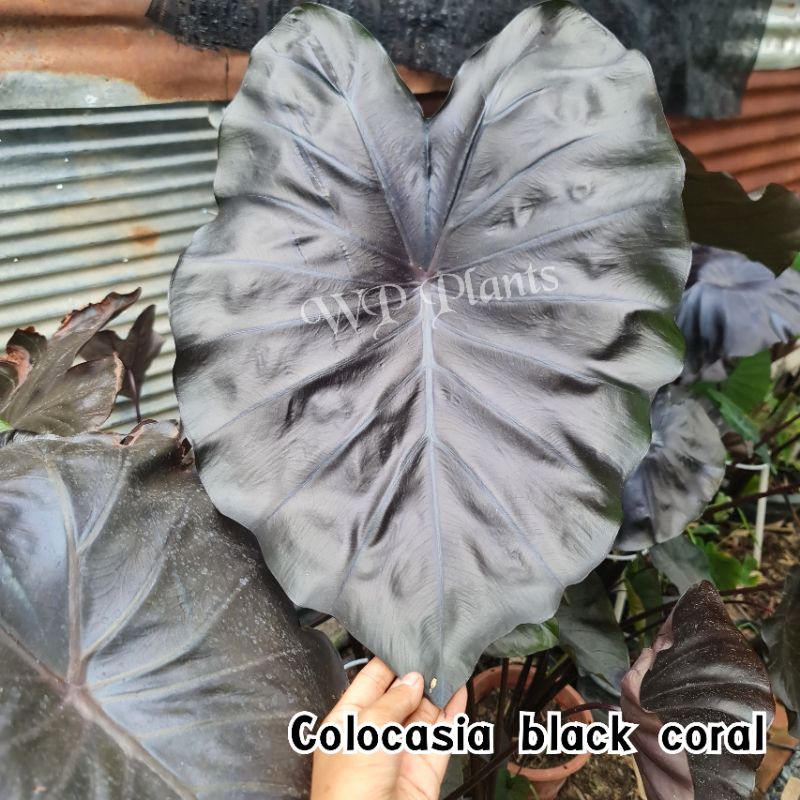 Colocasia black coral แบล็กโครอล