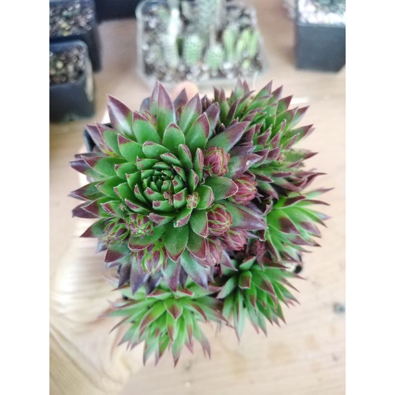 ไม้อวบ​น้ำ, กุหลาบ​หิน​Sempervivum​