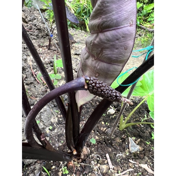 🌱Colocasia Black Coral Seed เมล็ดพันธุ์โคโลคาเซียแบล็คโครอล แพ็ค 10 เมล็ด (⭐️ซื้อครบ 2 แพ็ค แถม 1 แพ็ค⭐️)