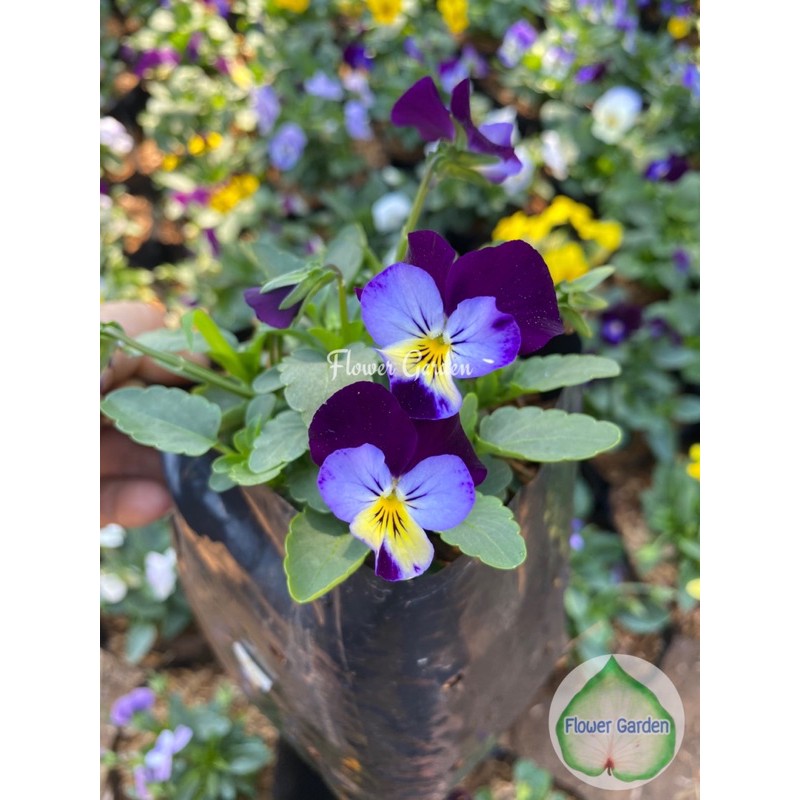 F52 ไวโอล่า/วิโอล่า(แพนซี ดอกเล็ก) ดอกสีสวย ไม้ดอก ไม้ประดับ #ดอกแววมยุรา #ดอกแพนซี #ดอกหน้าแมว - รูปที่ 4