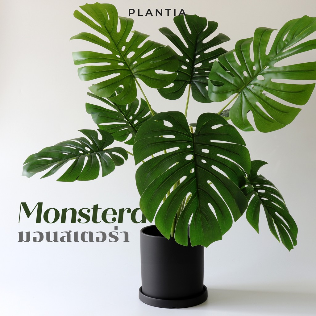 [พร้อมส่ง🚚] มอนสเตอร่าประดิษฐ์ 80 ซม. - Artificial Monstera 80 cm (ต้นไม้ประดิษฐ์ ต้นไม้ปลอม มอนสเตอร่าปลอม)