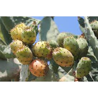 5 เมล็ด พริคลี่แพร์ผลสีเหลือง - Yellow fruit Prickly Pear