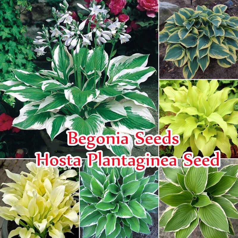 Color Mixing Hosta Plantaginea Seeds (Begonia Seeds ) บรรจุ 50 ชิ้น/แพ็ค บอนสีหายาก แต่งบ้านและสวน P
