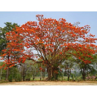 เมล็ดพันธุ์หางนกยูงไทย (Peacock Flower)  จากบ้านสวน  ไม่ตัดต่อพันธุกรรมเก็บเมล็ดปลูกต่อได้ซองละ 25 บาท