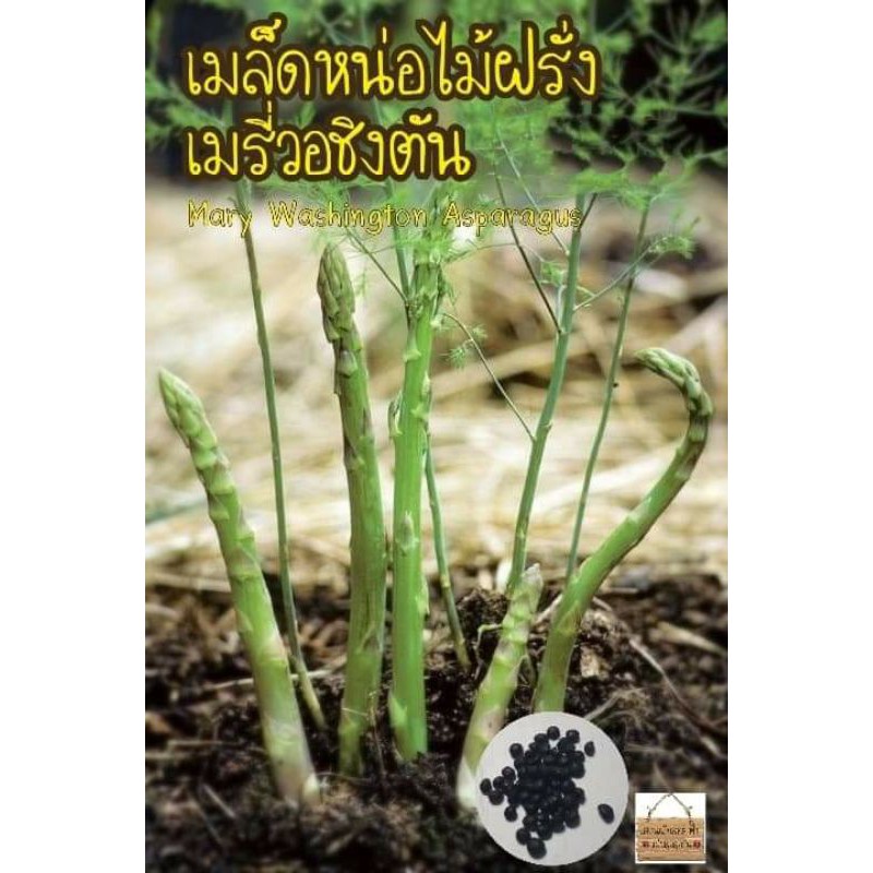 เมล็ดพันธุ์ หน่อไม้ฝรั่ง เมรี่วอชิงตัน 10 เมล็ด Mary Washington Asparagus Seed เมล็ดแท้นำเข้า