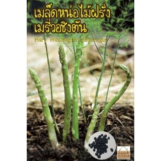 เมล็ดพันธุ์ หน่อไม้ฝรั่ง เมรี่วอชิงตัน 60เมล็ด Mary Washington Asparagus Seed เมล็ดแท้นำเข้า