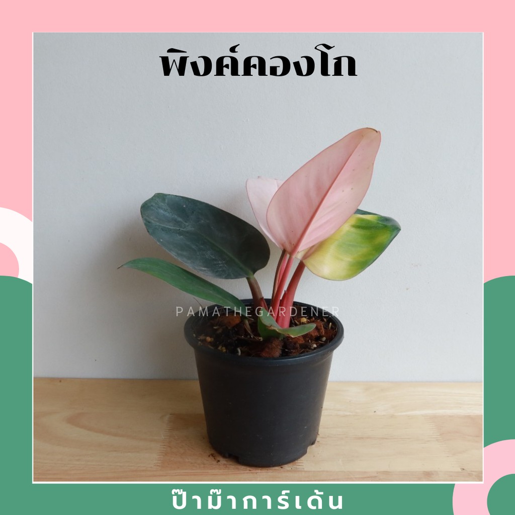 ต้นฟิโลเดนดรอนพิงก์คองโก้ Philodendron Pink Congo